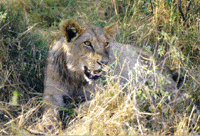 Africa