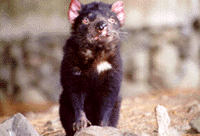 Tasmanian Devil